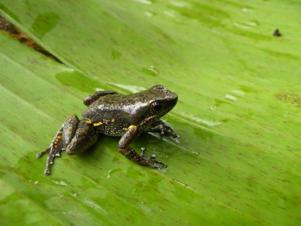 Colostethus genus poison frog